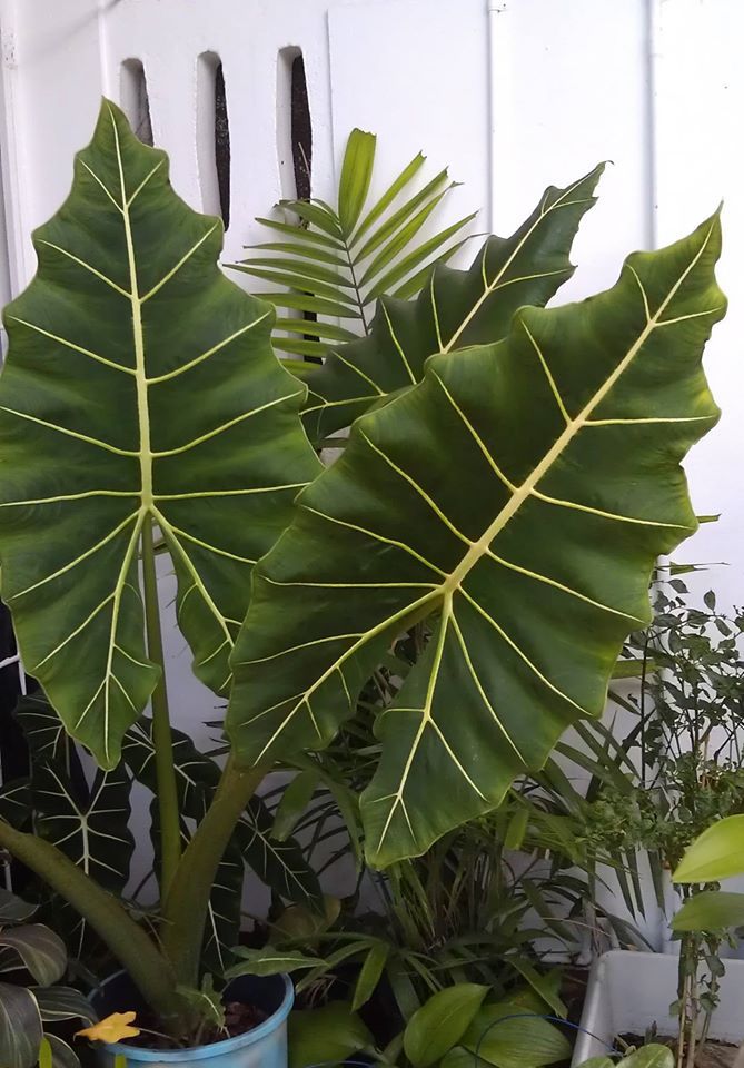 ALOCASIA