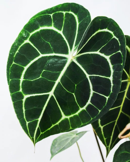 ANTHURIUM