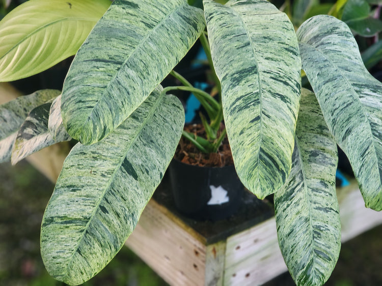 EPIPREMNUM