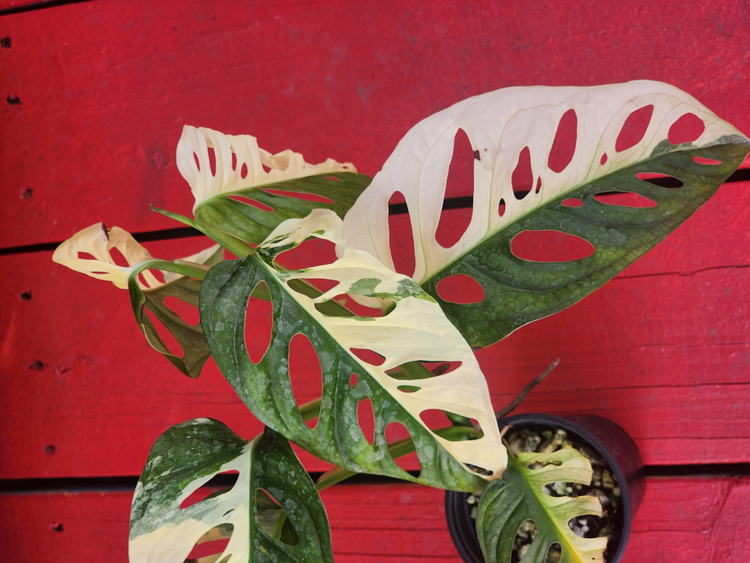 MONSTERA
