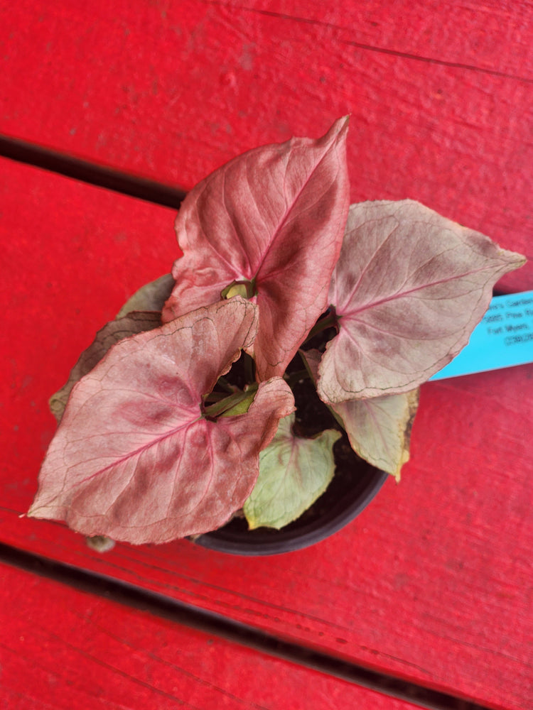 SYNGONIUM