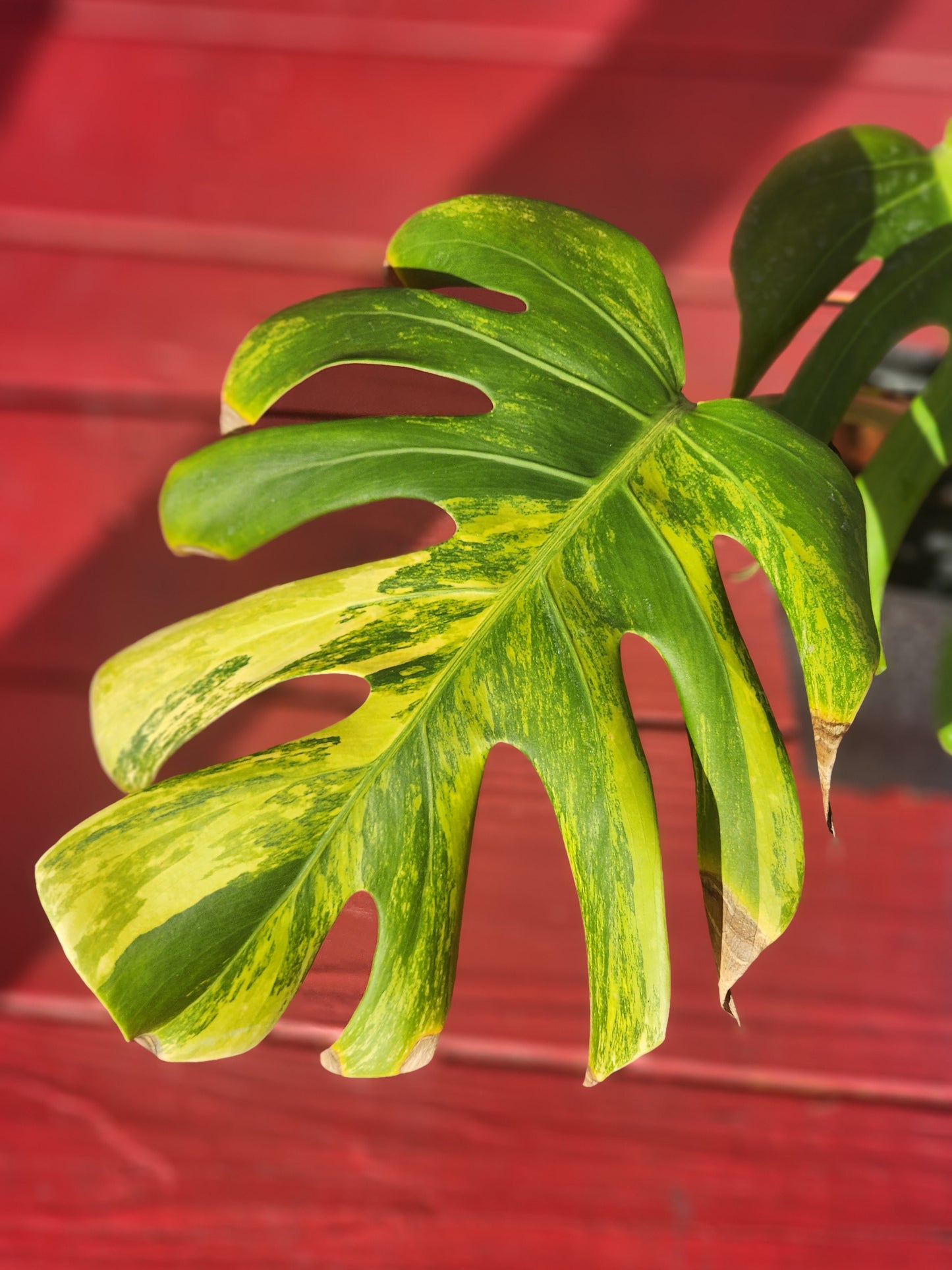 Monstera borsigiana aurea variegata