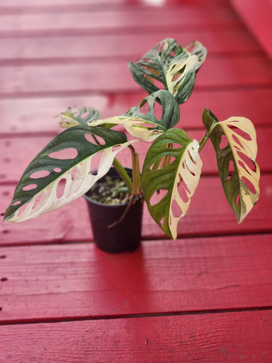 Monstera adansonii albo variegata (high color)