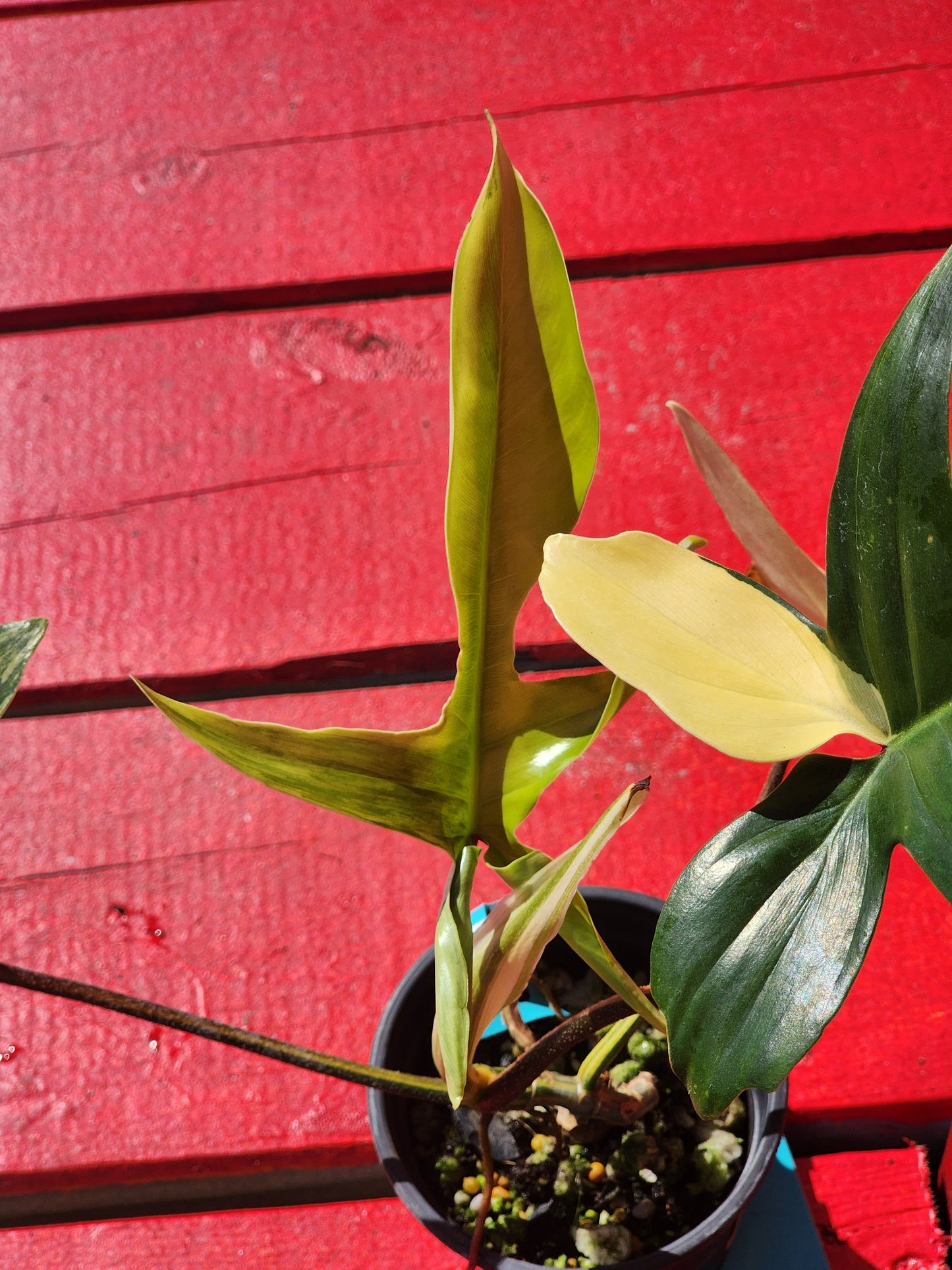 Philodendron florida beauty