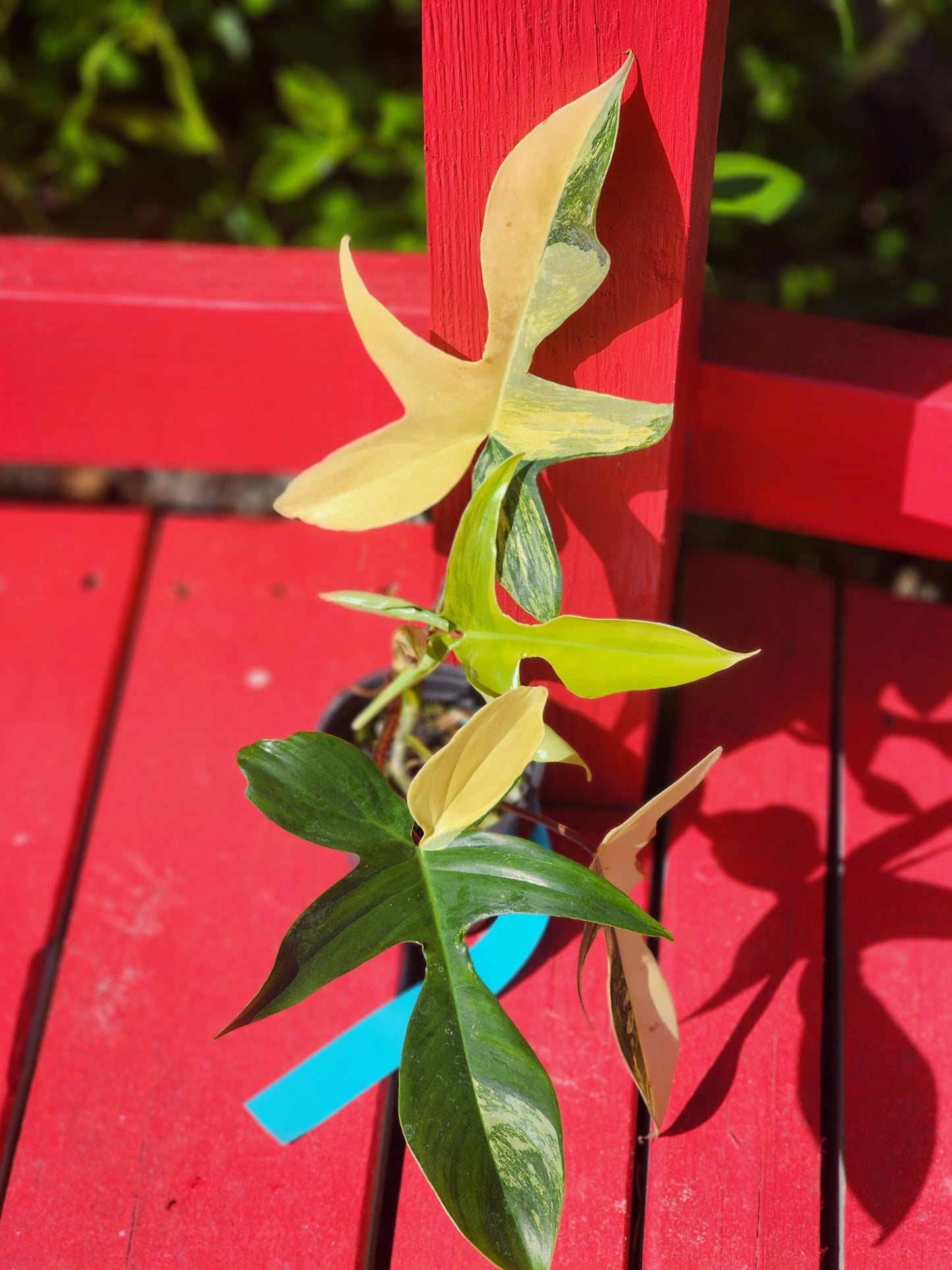 Philodendron florida beauty