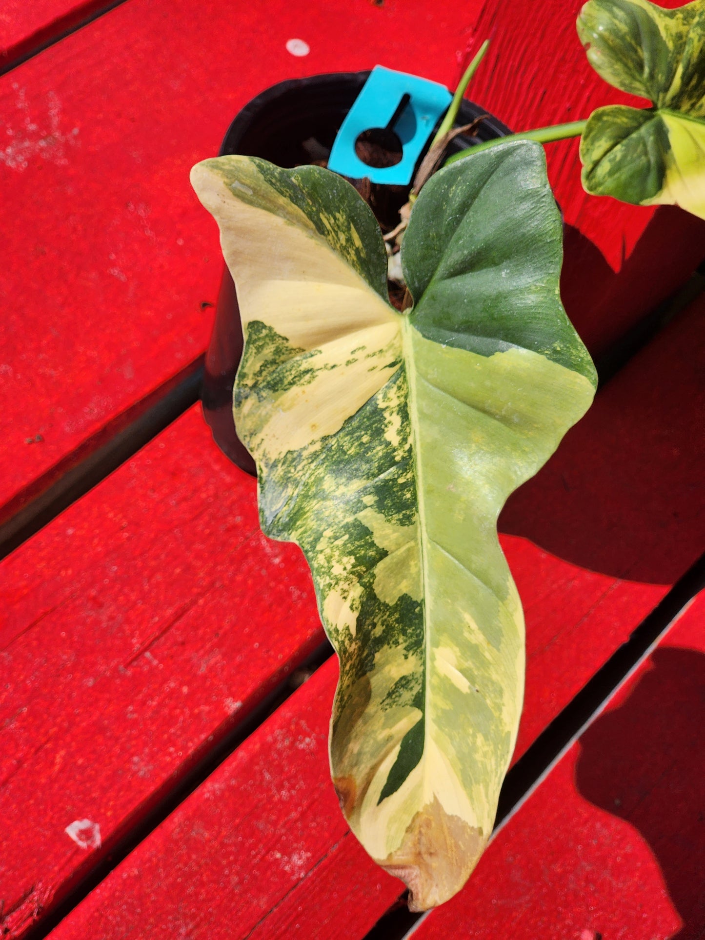 Philodendron bipennifolium variegata