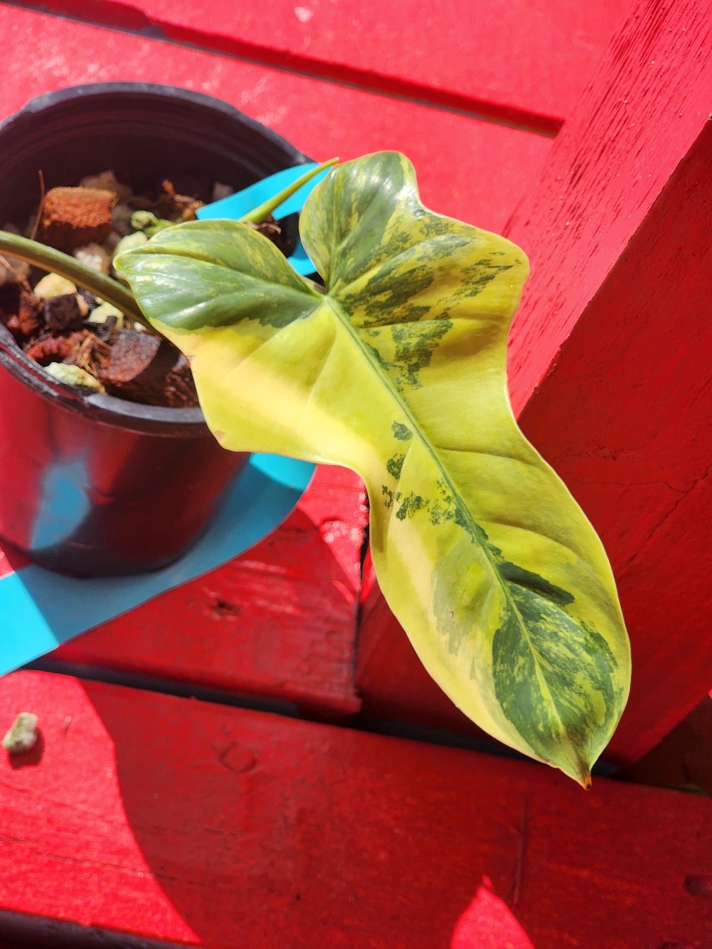 Philodendron bipennifolium variegata
