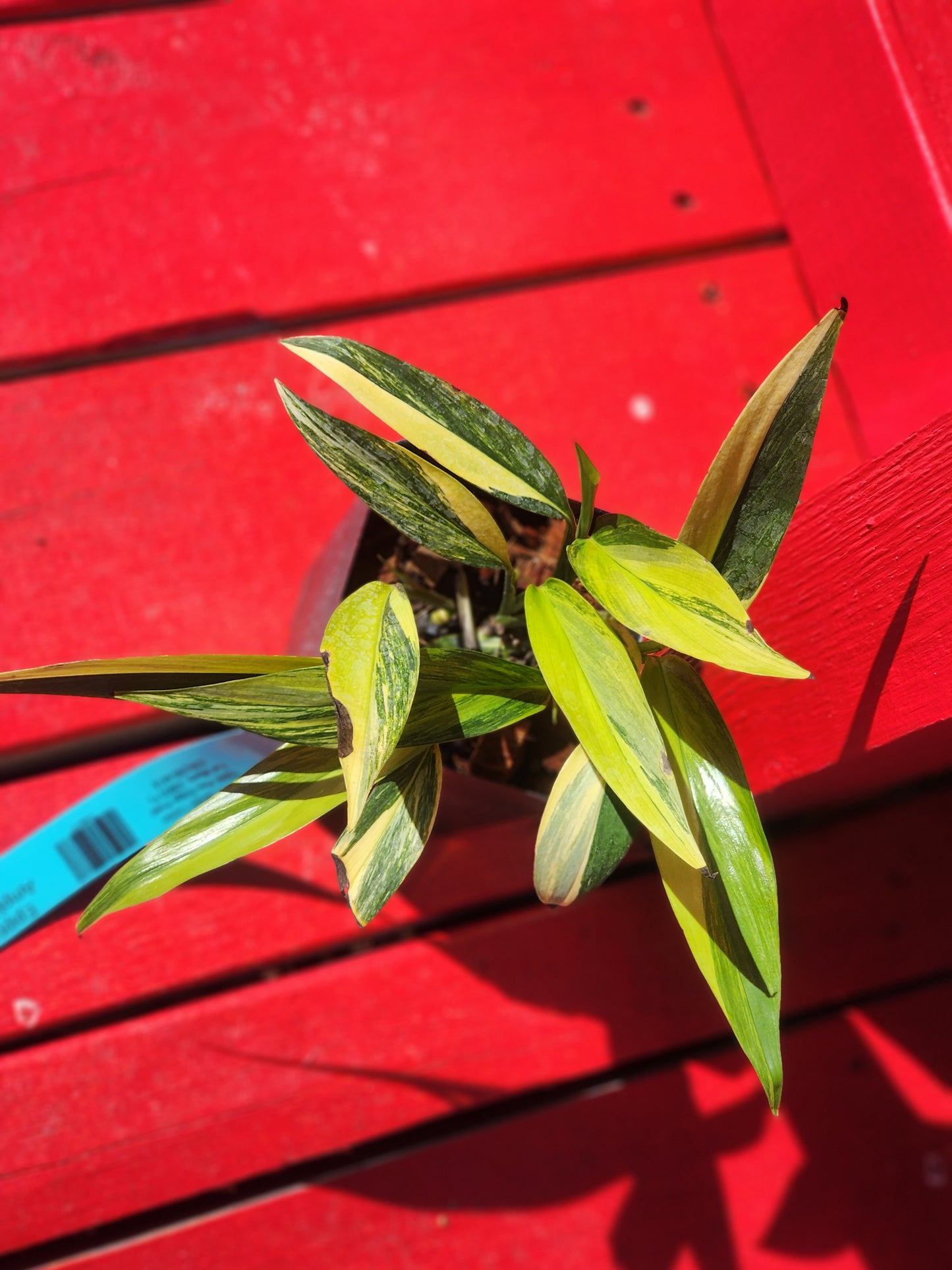 Epipremnum amplissimum aurea variegata