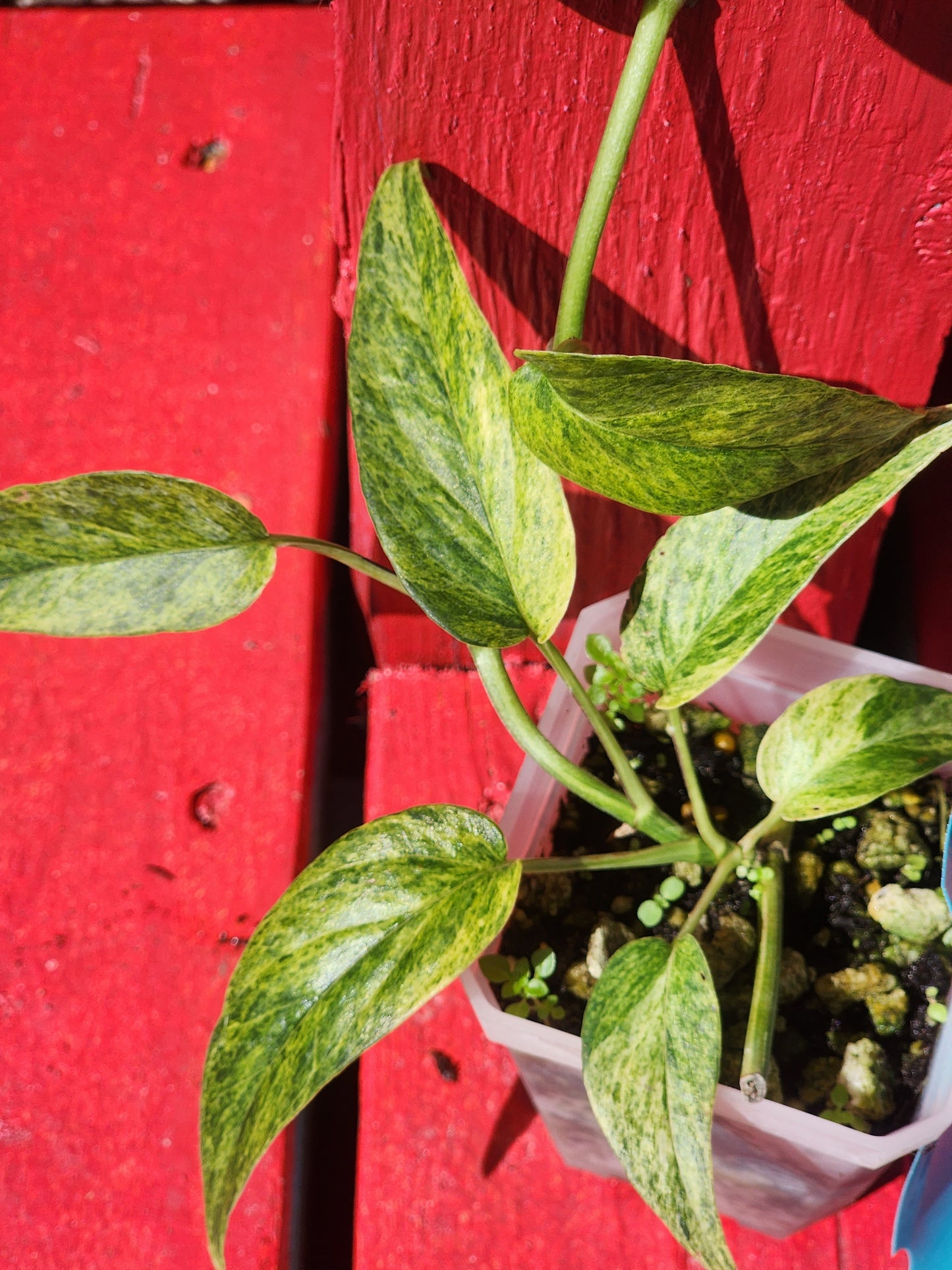 Epipremnum pinnatum mint