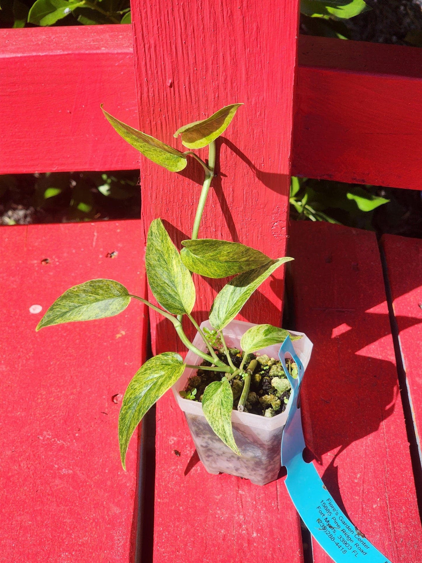 Epipremnum pinnatum mint