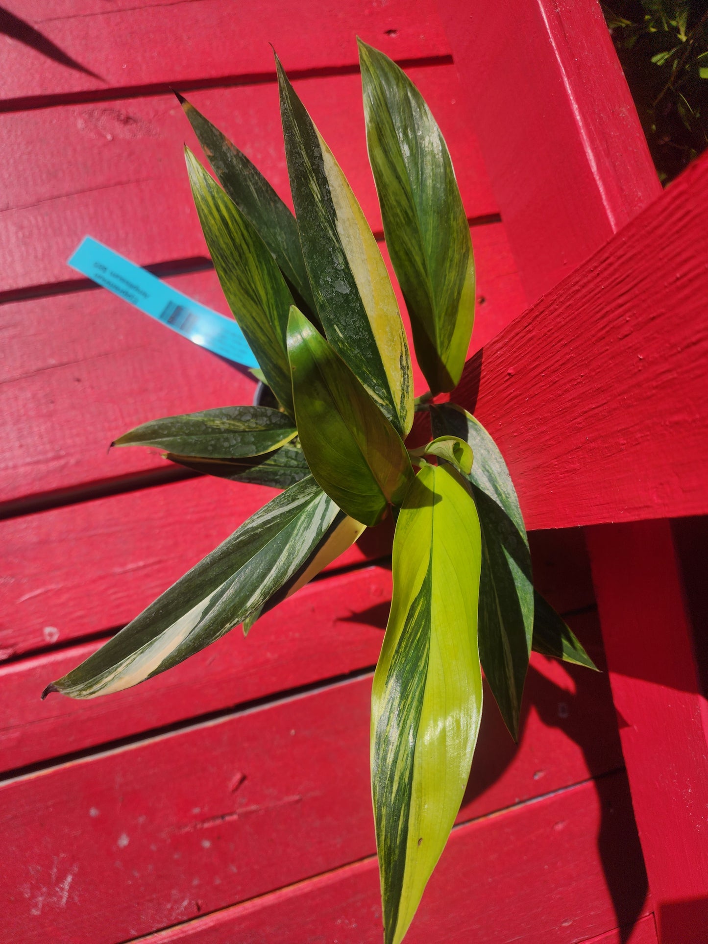 Epipremnum amplissimum aurea variegata