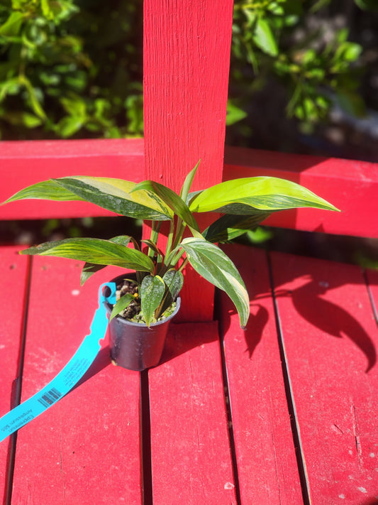 Epipremnum amplissimum aurea variegata