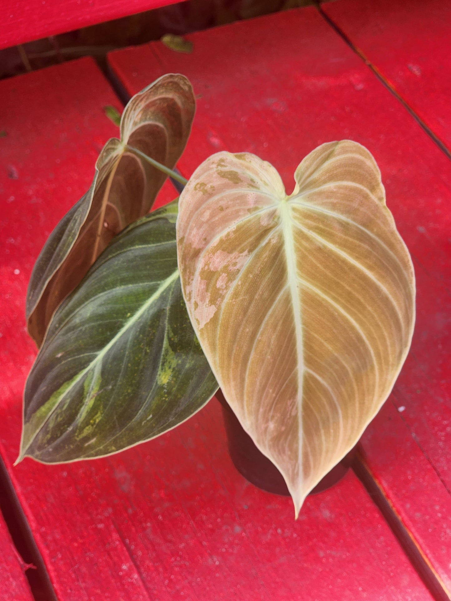 Philodendron melanochrysum variegata
