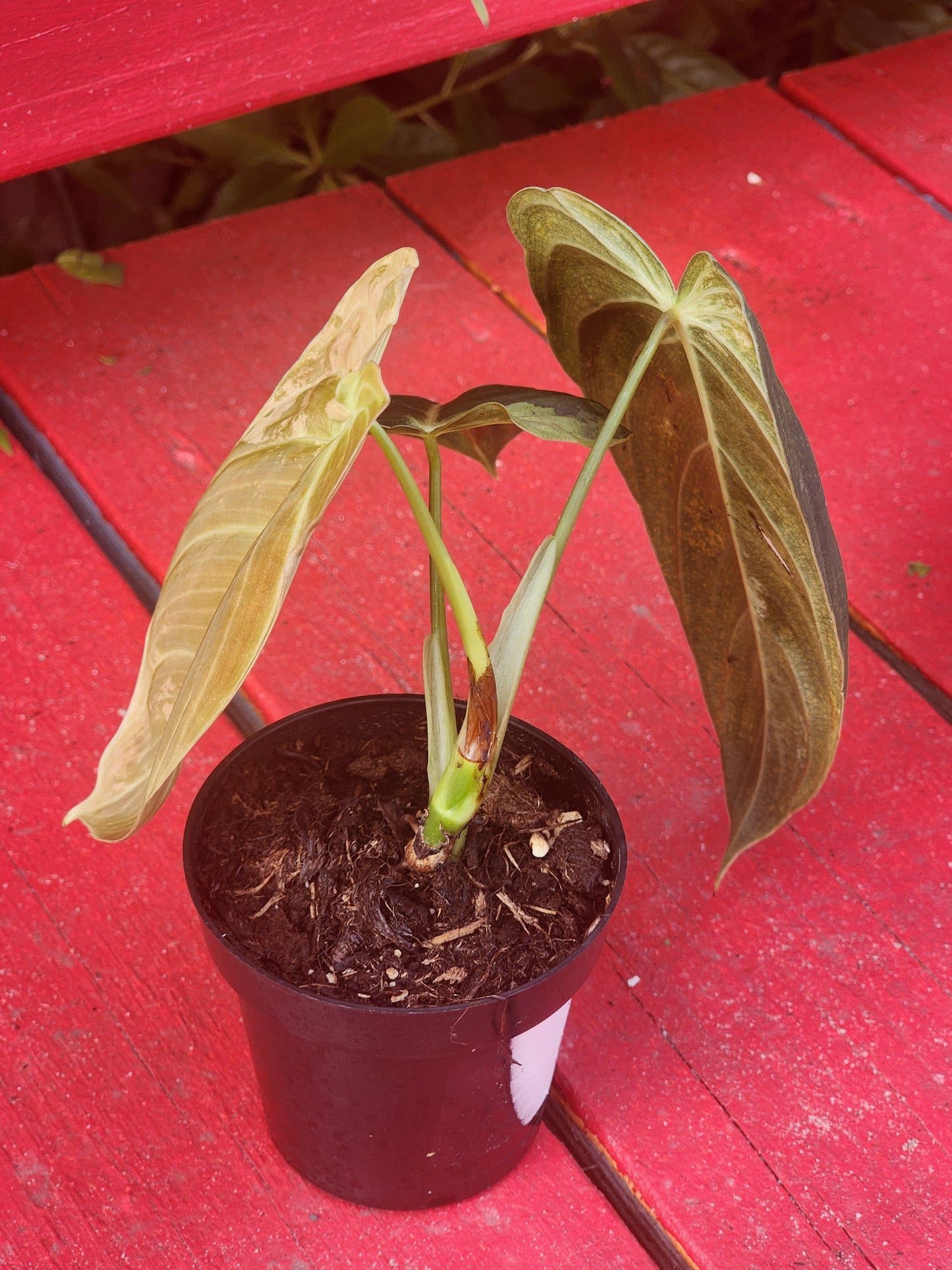 Philodendron melanochrysum variegata