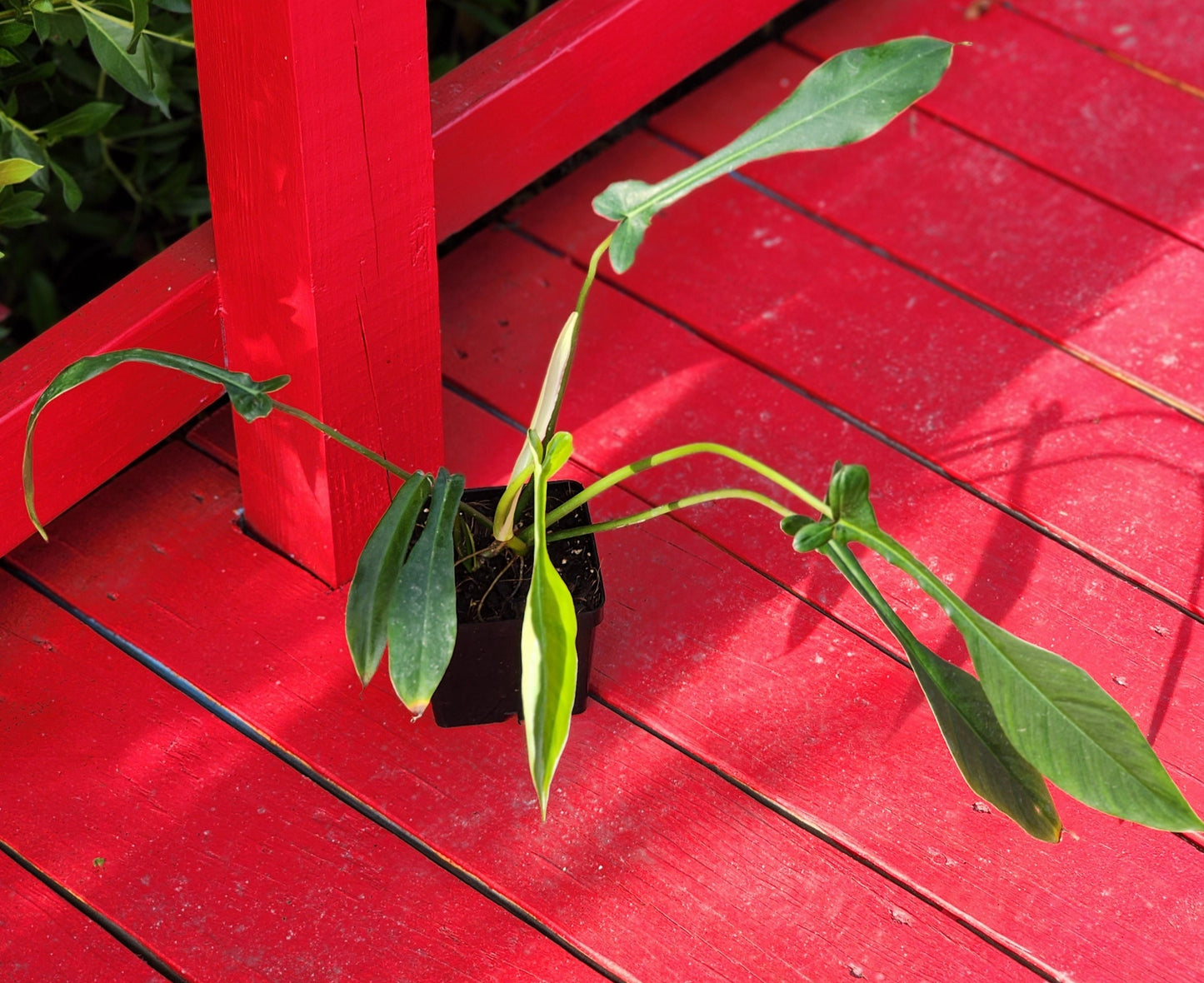 Philodendron joepii