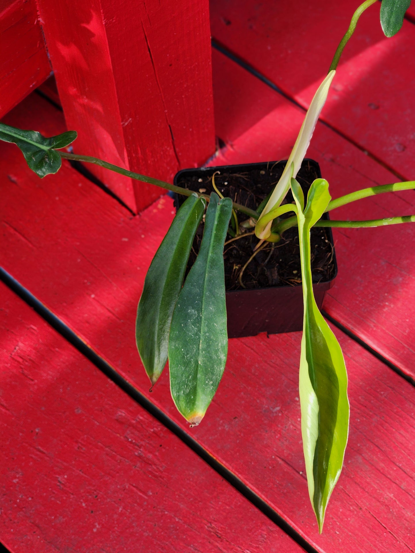 Philodendron joepii