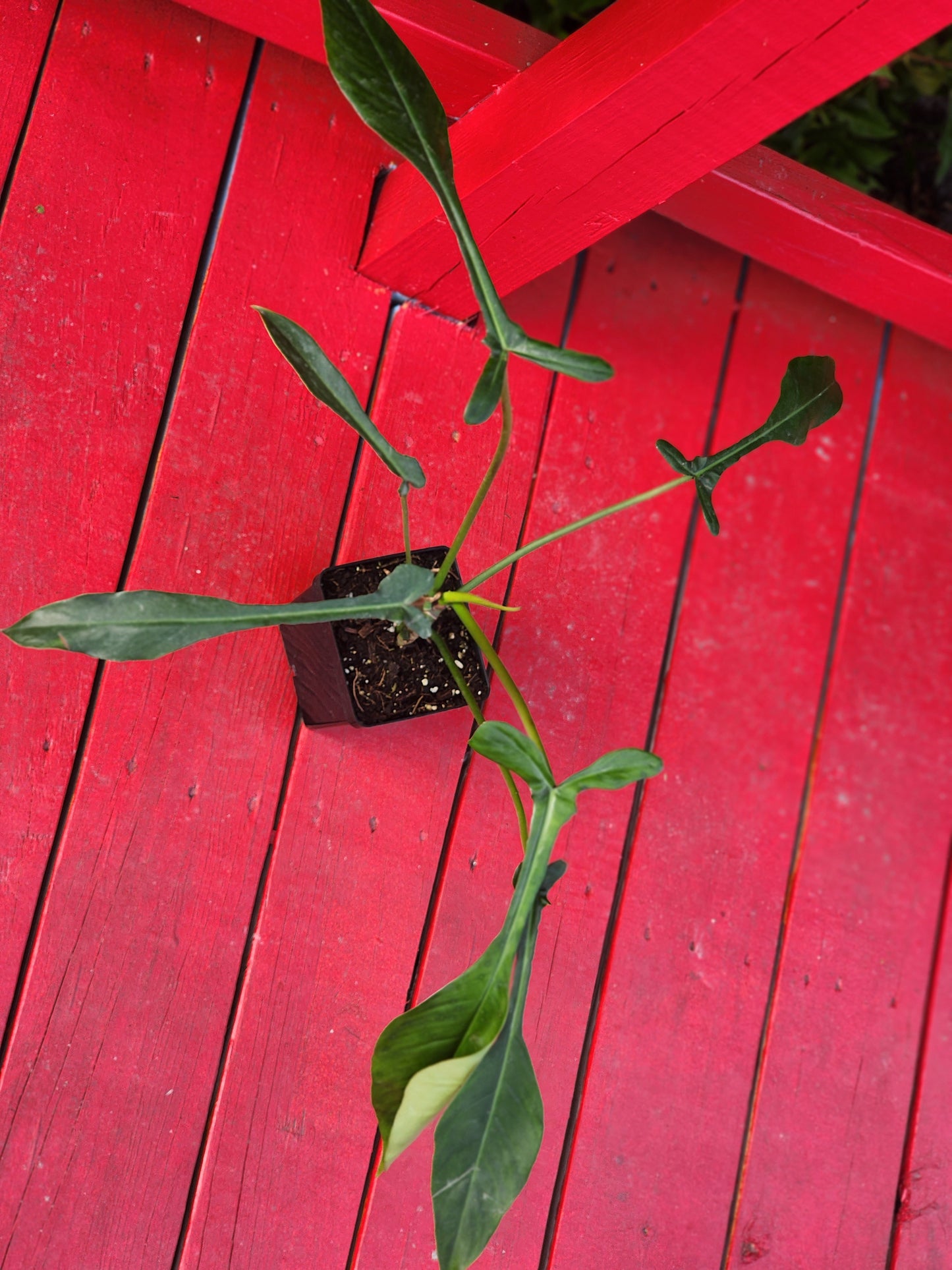 Philodendron joepii