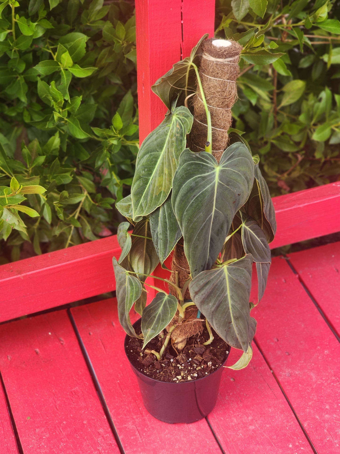 Philodendron melanochrysum