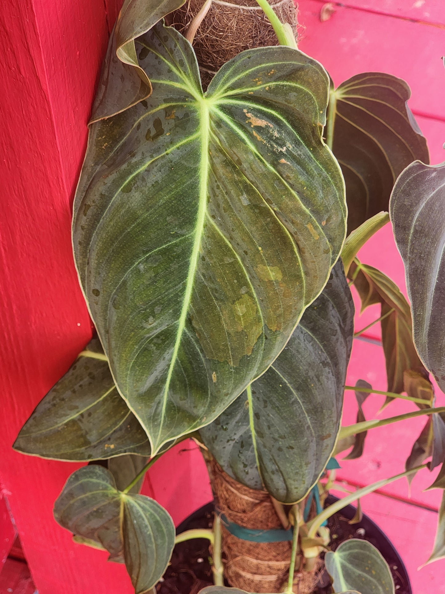 Philodendron melanochrysum