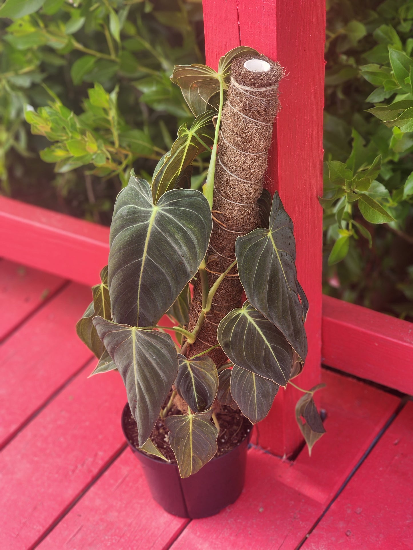 Philodendron melanochrysum