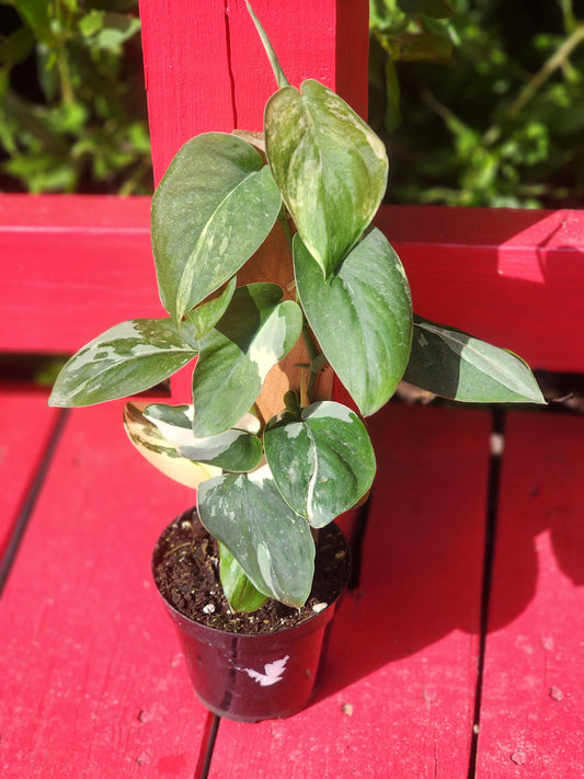 Scindapsus 'Jade Satin' albo variegata