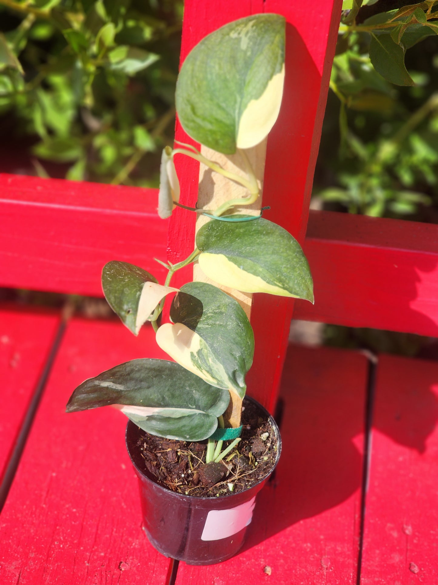 Scindapsus 'Jade Satin' albo variegata