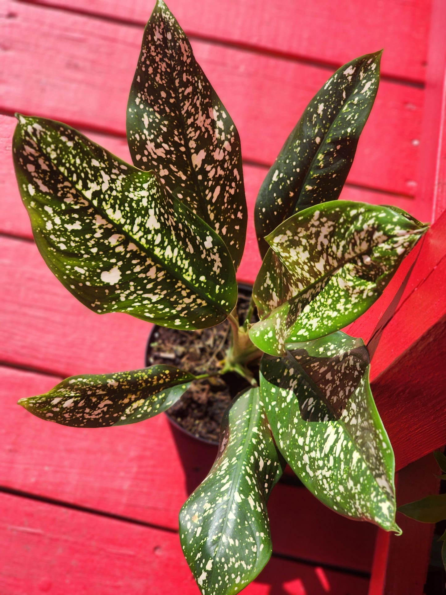 Aglaonema Lumina