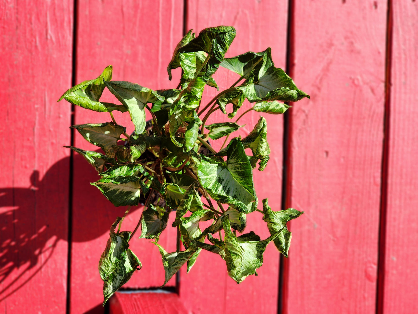 Syngonium godzilla