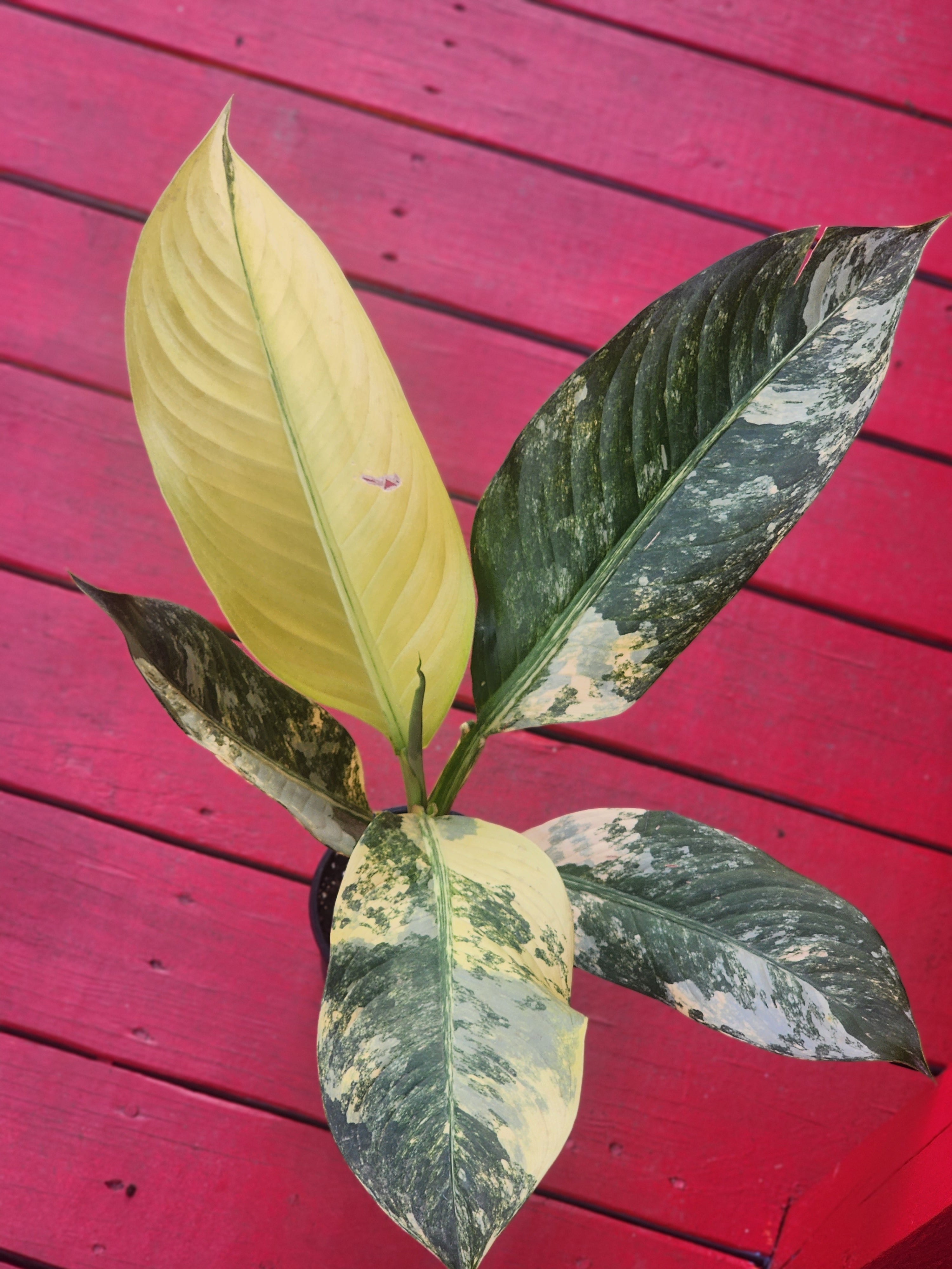 dieffenbachia big ben care Dieffenbachia big ben variegata – Fiore's