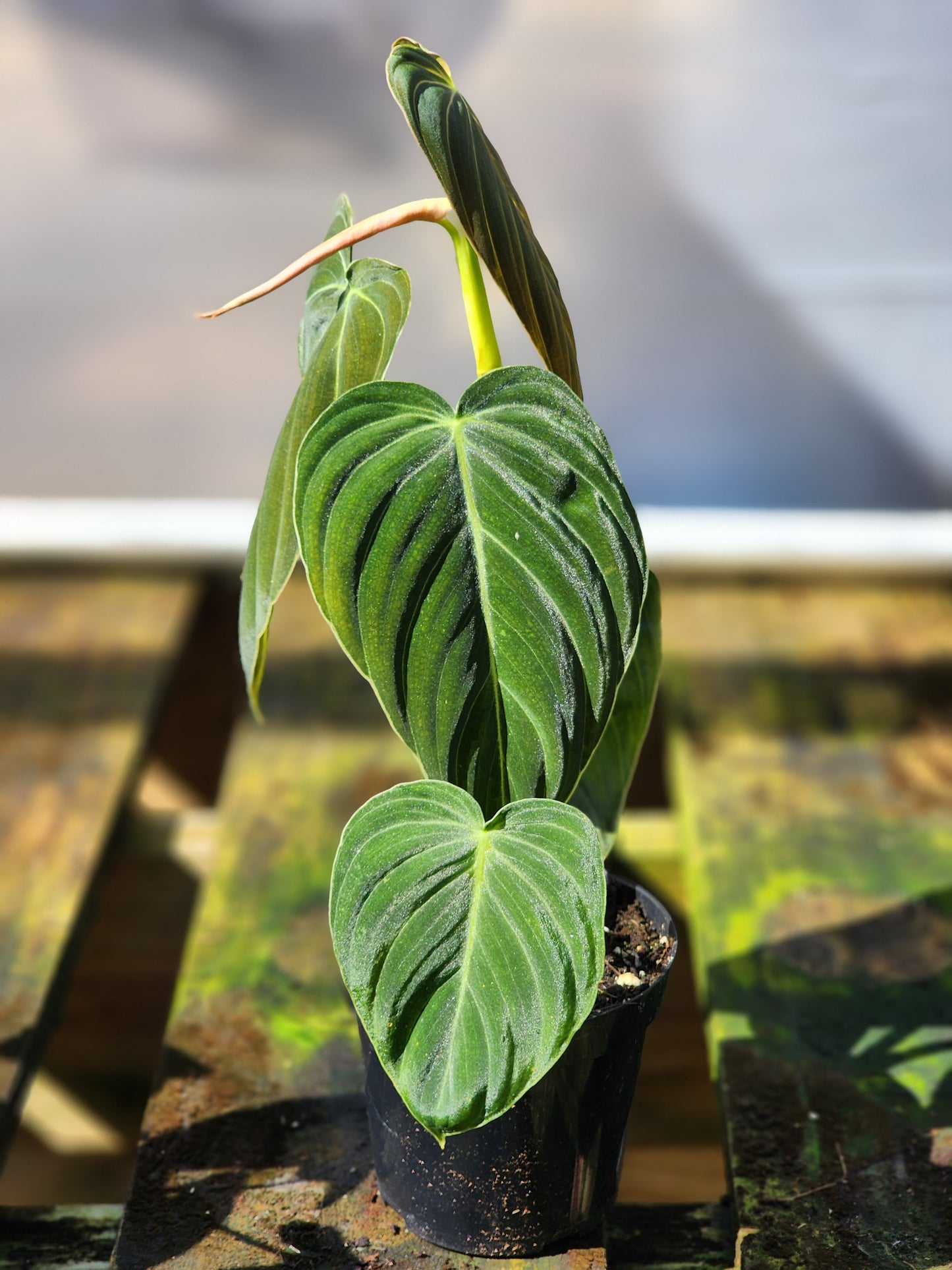 Philodendron melanochrysum