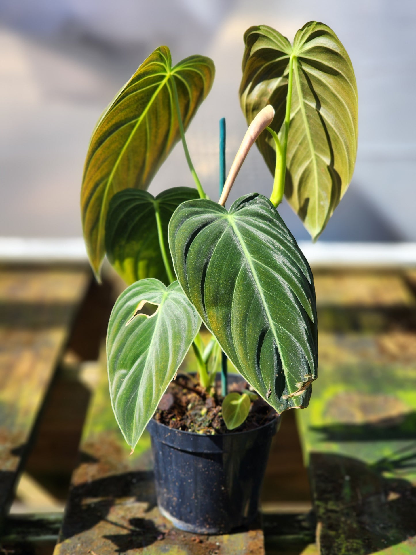 Philodendron melanochrysum