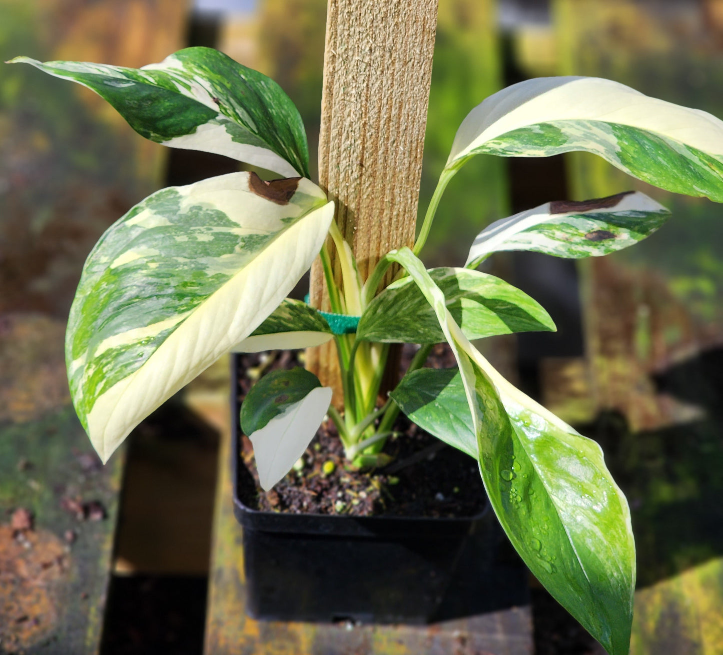 Monstera lechleriana albo variegata