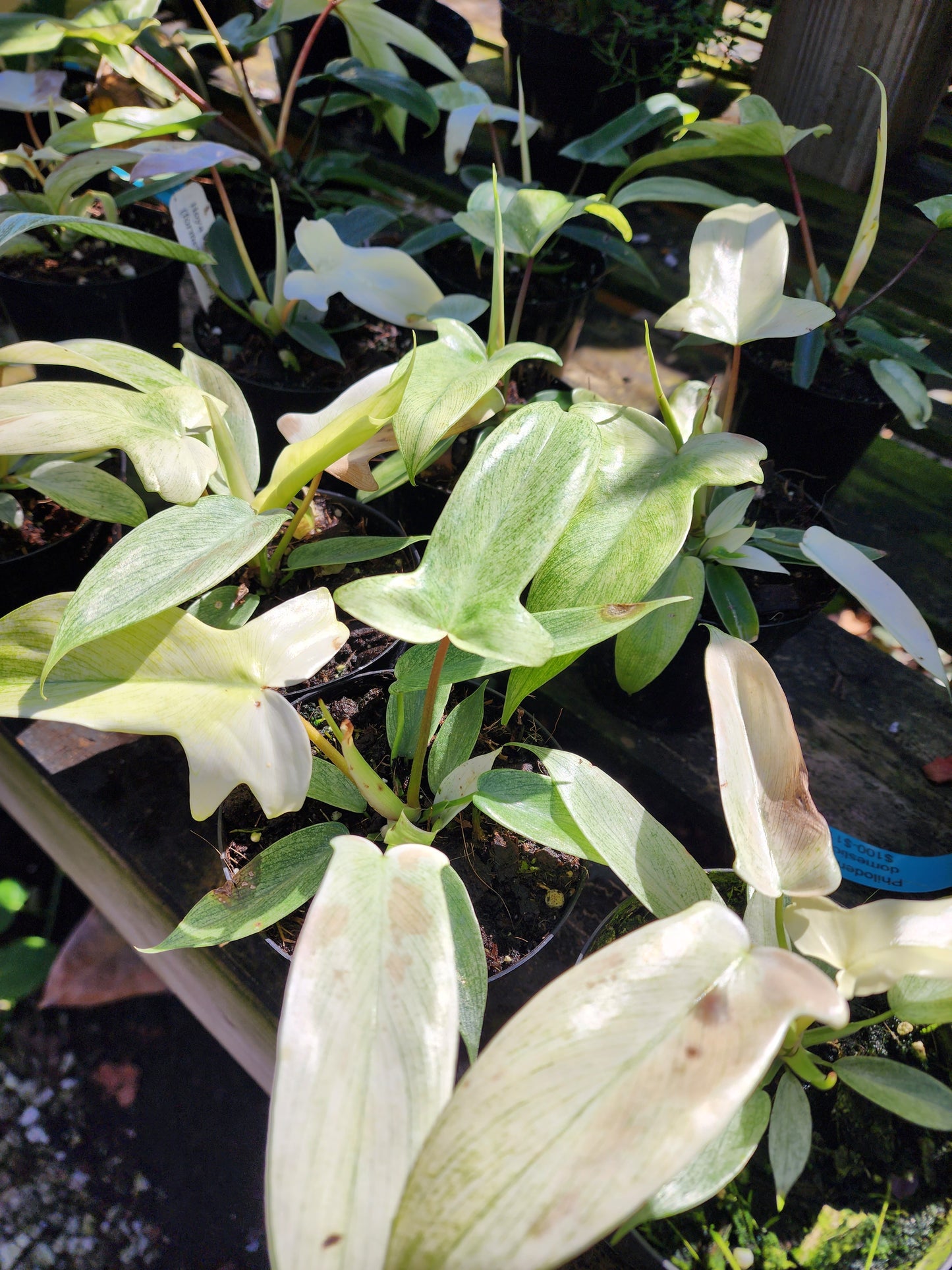 Philodendron florida ghost