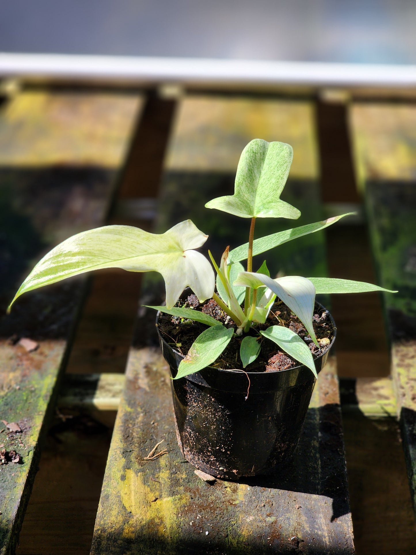 Philodendron florida ghost
