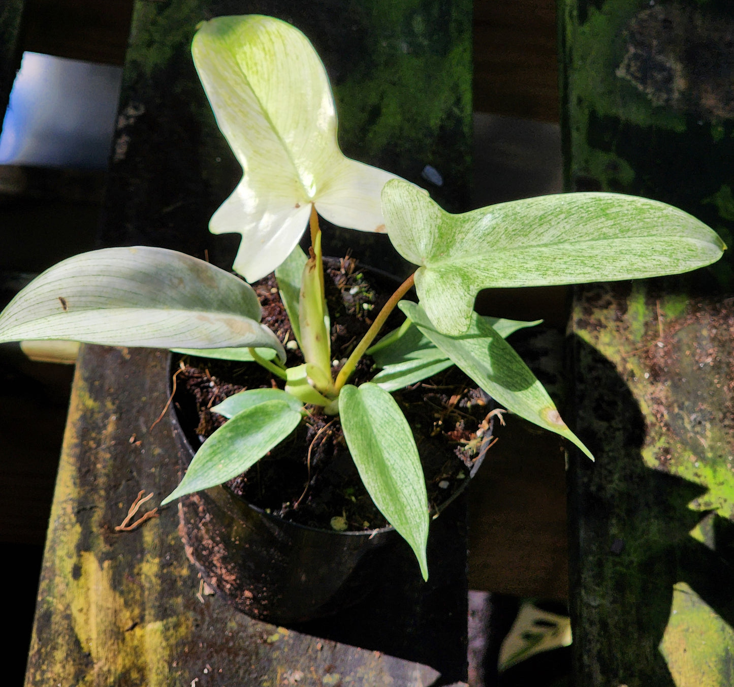 Philodendron florida ghost