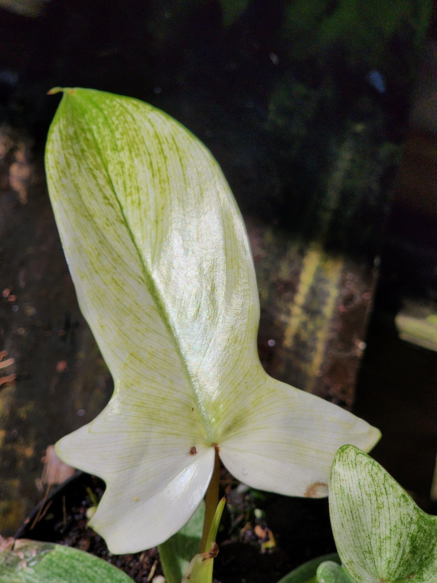 Philodendron florida ghost
