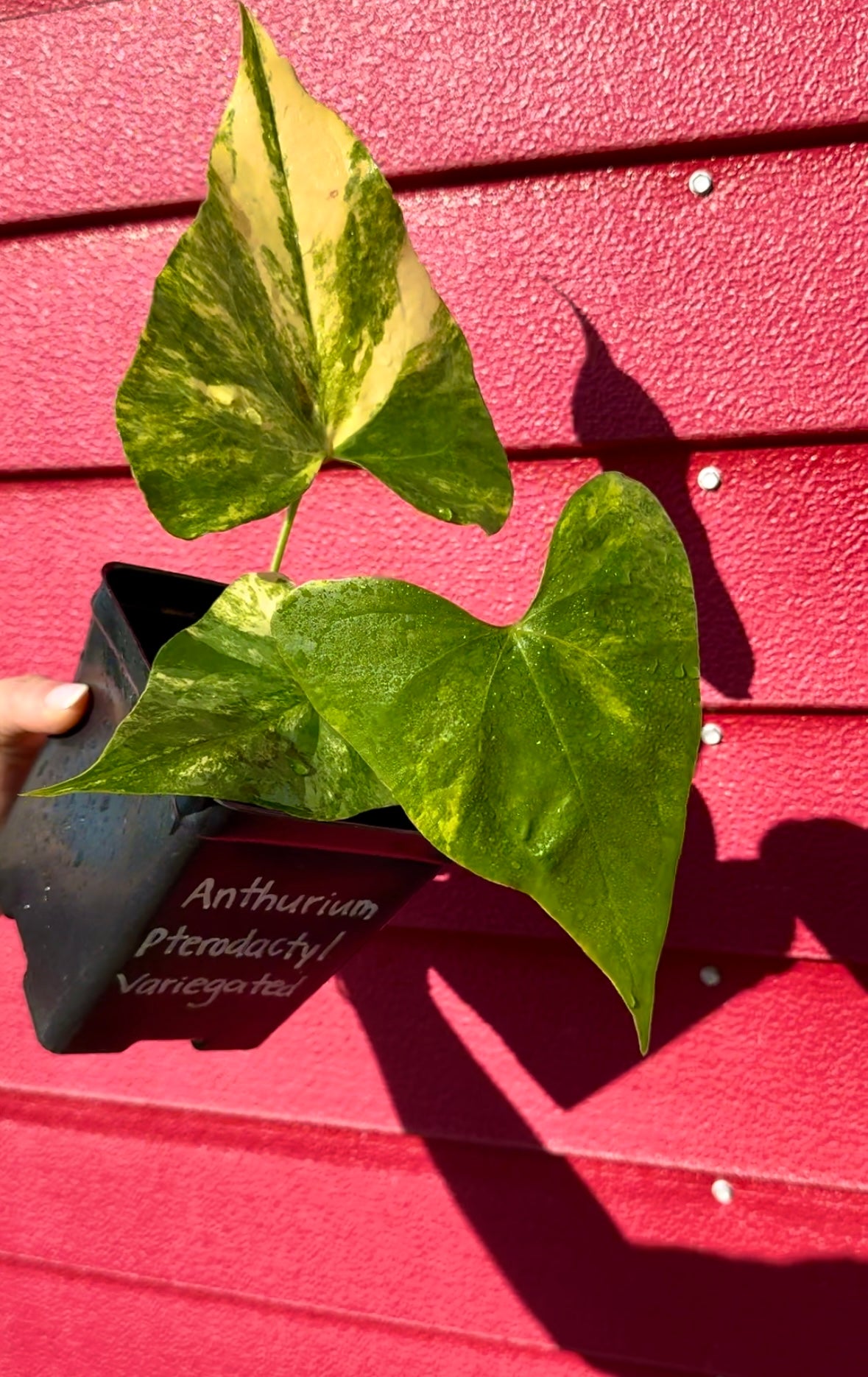 anthurium pterodactyl Anthurium Pterodactyl Variegated – Fiore's