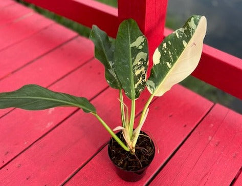 philodendron imbe variegatum Philodendron wend imbe variegata – Fiore's