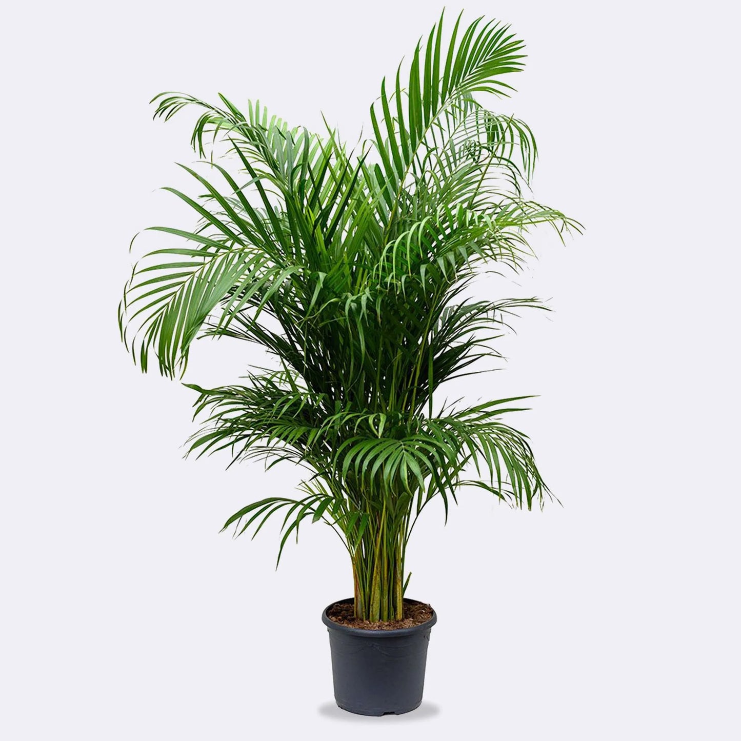 Areca Palm 3G