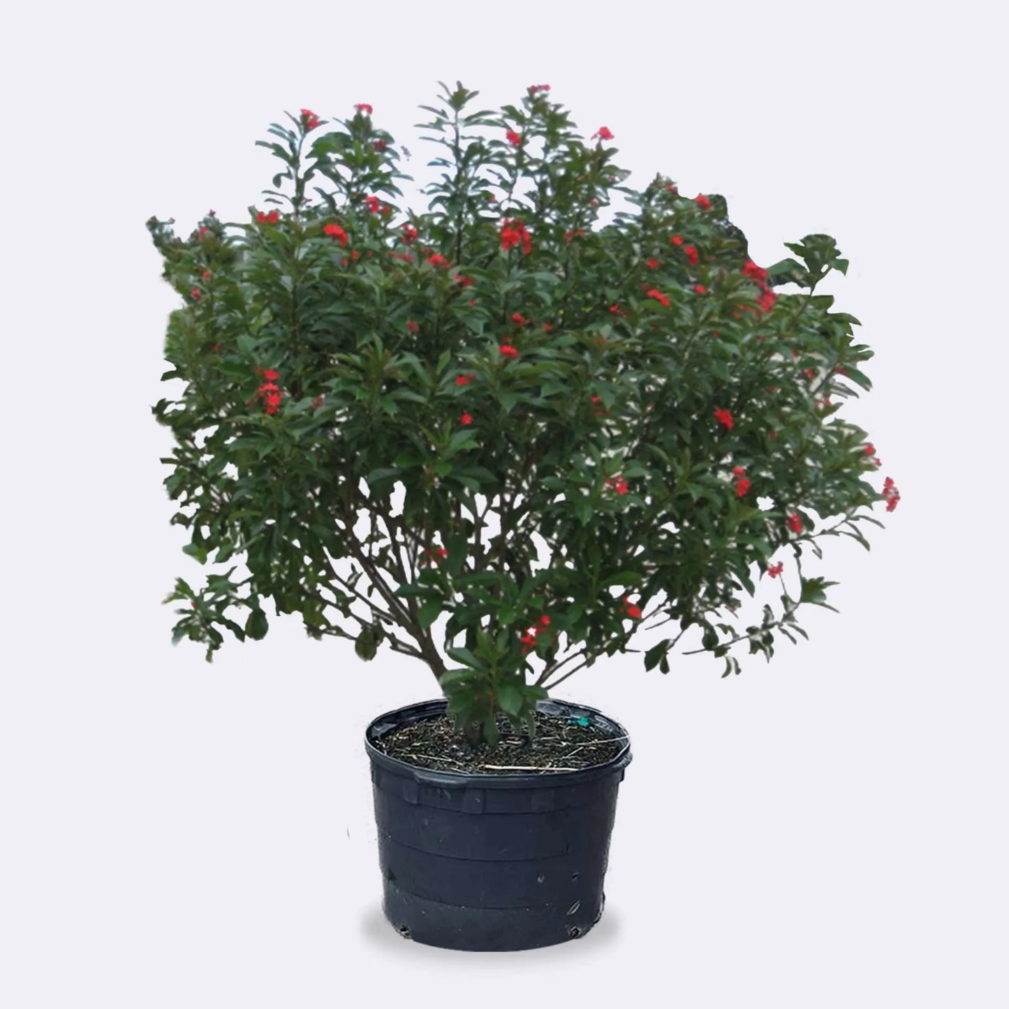 Jatropha 7G