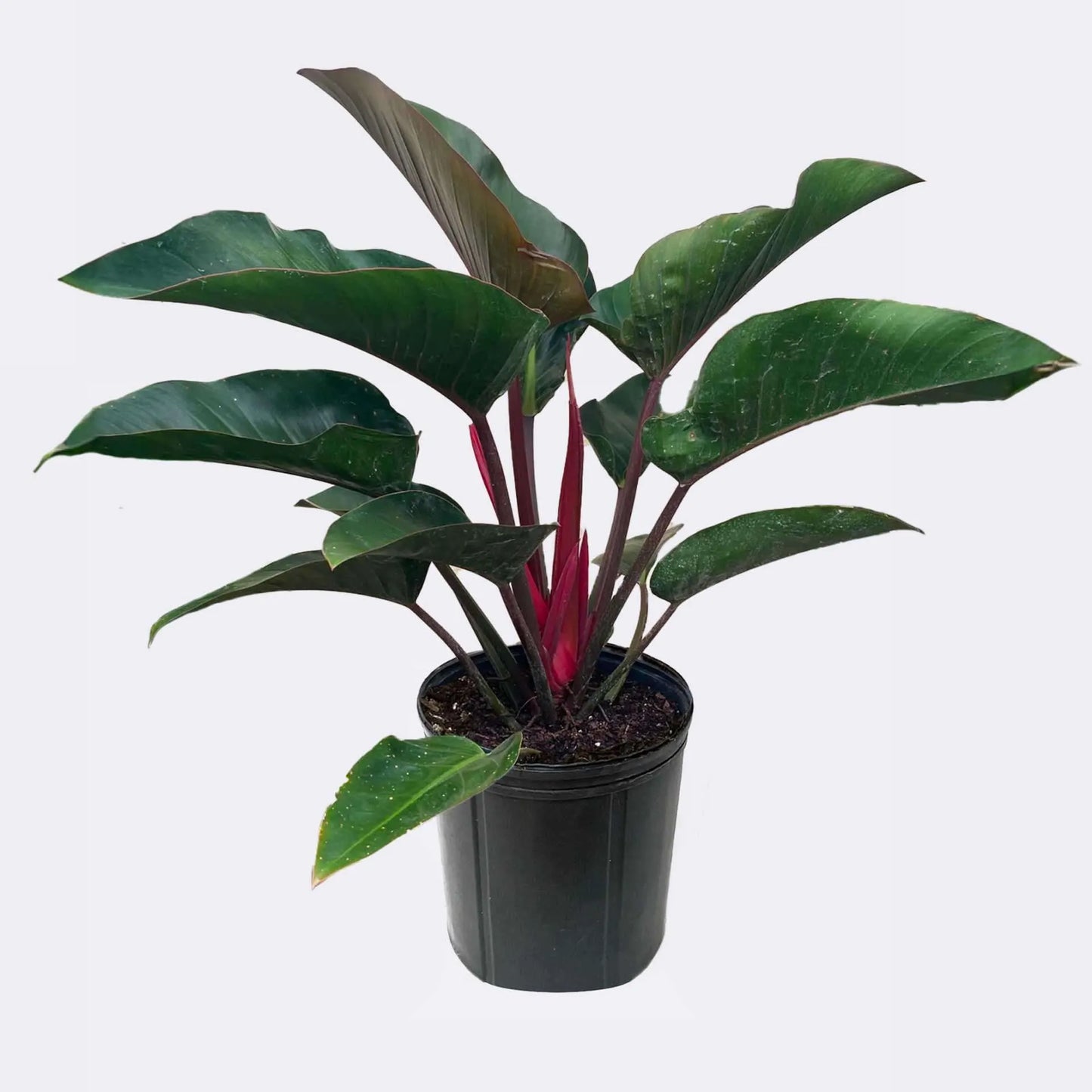 Philodendron Rojo Congo 3G