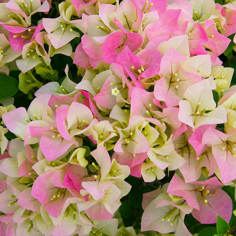 Bougainvillea Imperial Thai Delight 3G