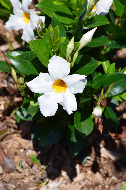 Dipladenia Mandevilla White 3G (Rocktrumpet)