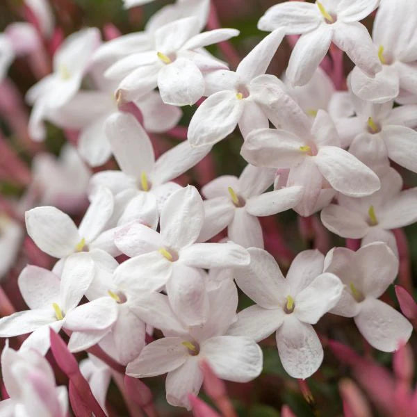 Pink Jasmine 3G