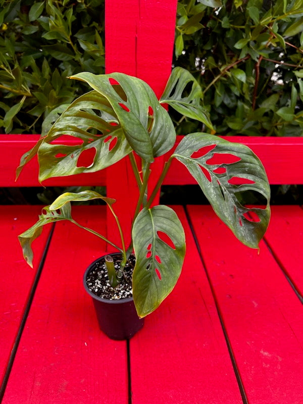monstera serianna Monstera spruceana – Fiore's