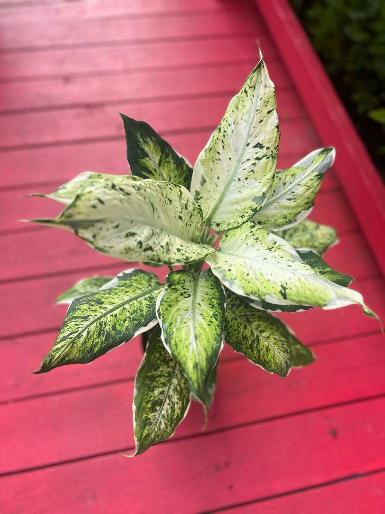 dieffenbachia sparkle Dieffenbachia seguine x variegata "Sparkles" – Fiore's
