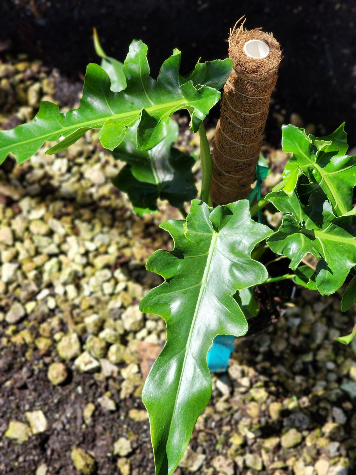 Philodendron 'Bob Cee'