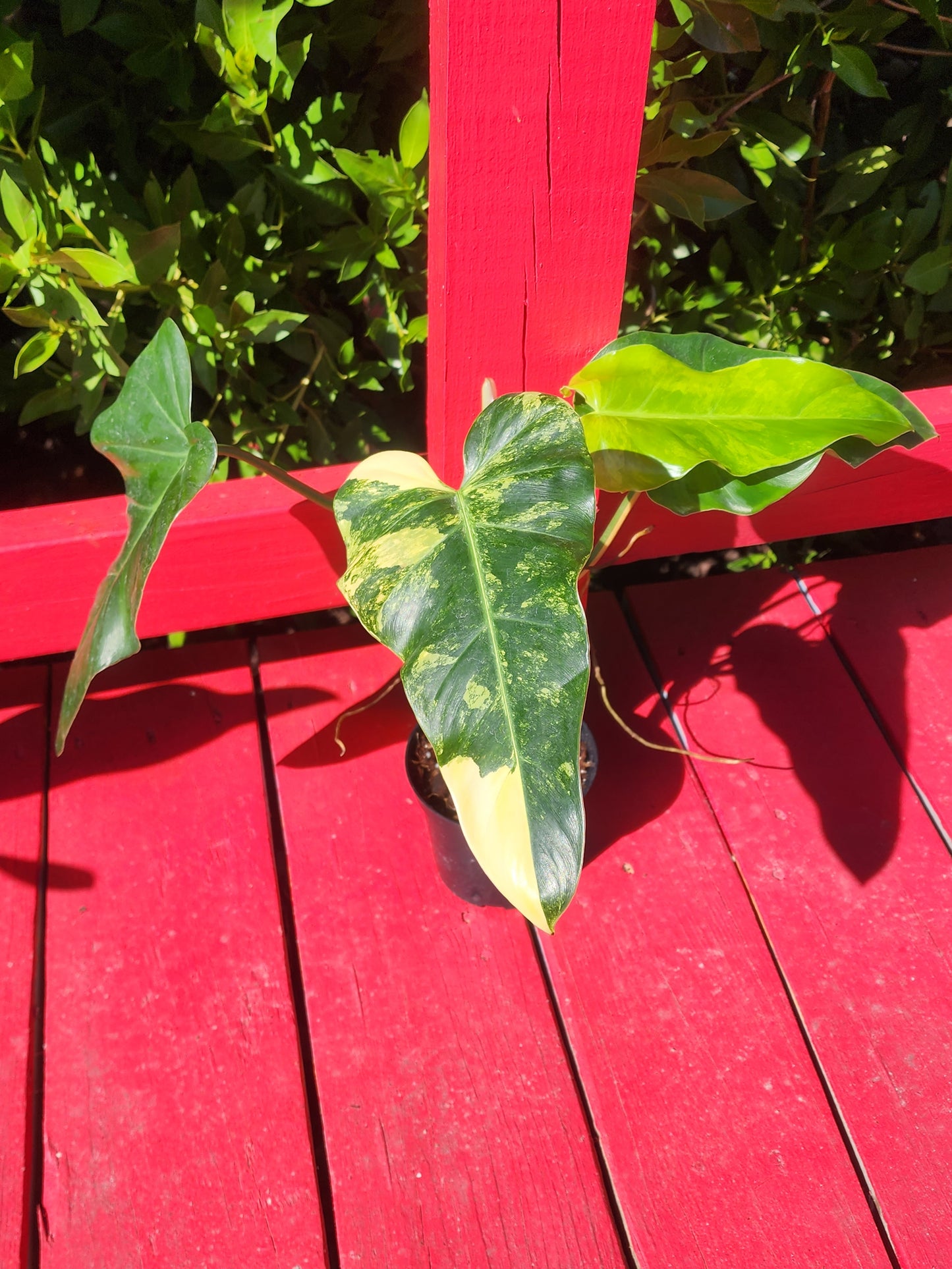 Philodendron domesticum variegata