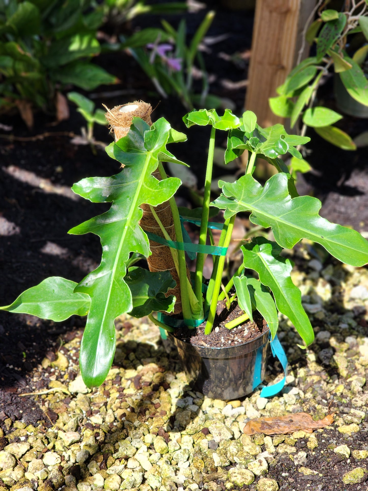 Philodendron 'Bob Cee'