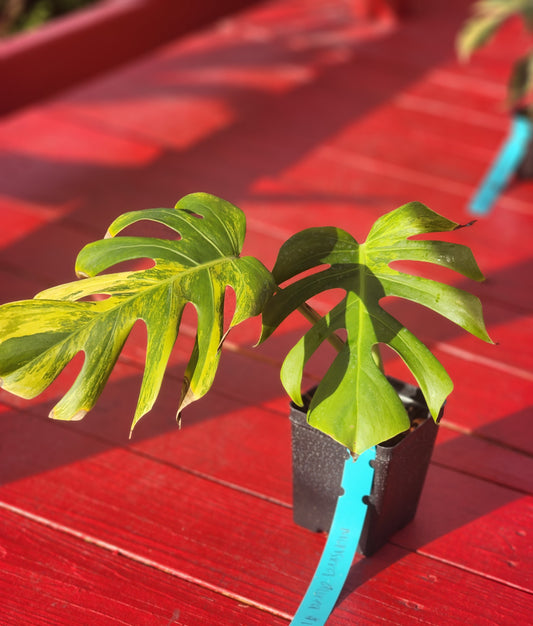 Monstera borsigiana aurea variegata